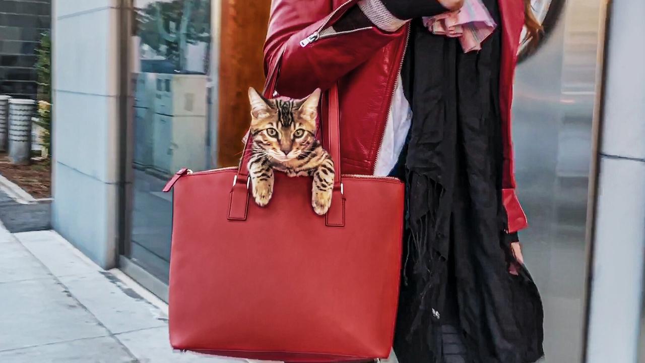 Кошатники (сериал, 2021)