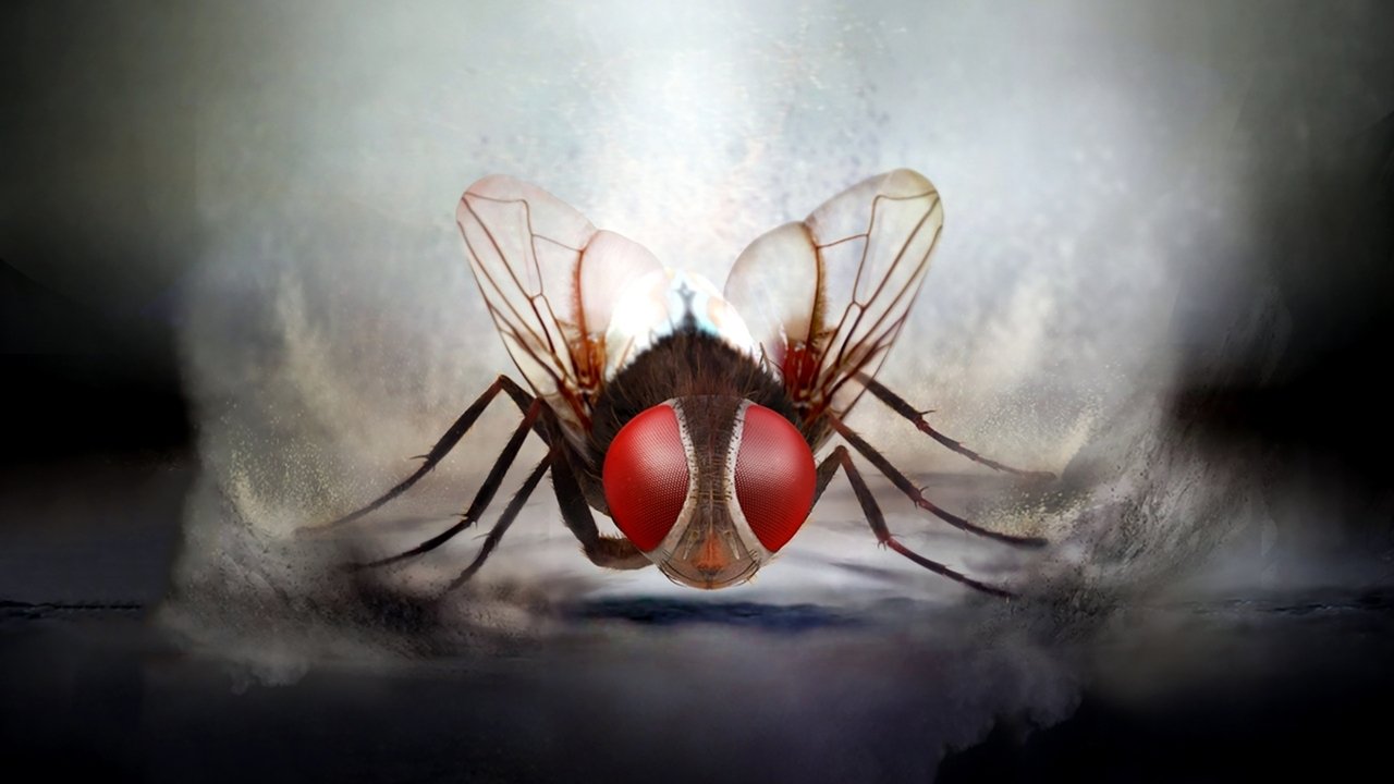 Муха (фильм, 2012)