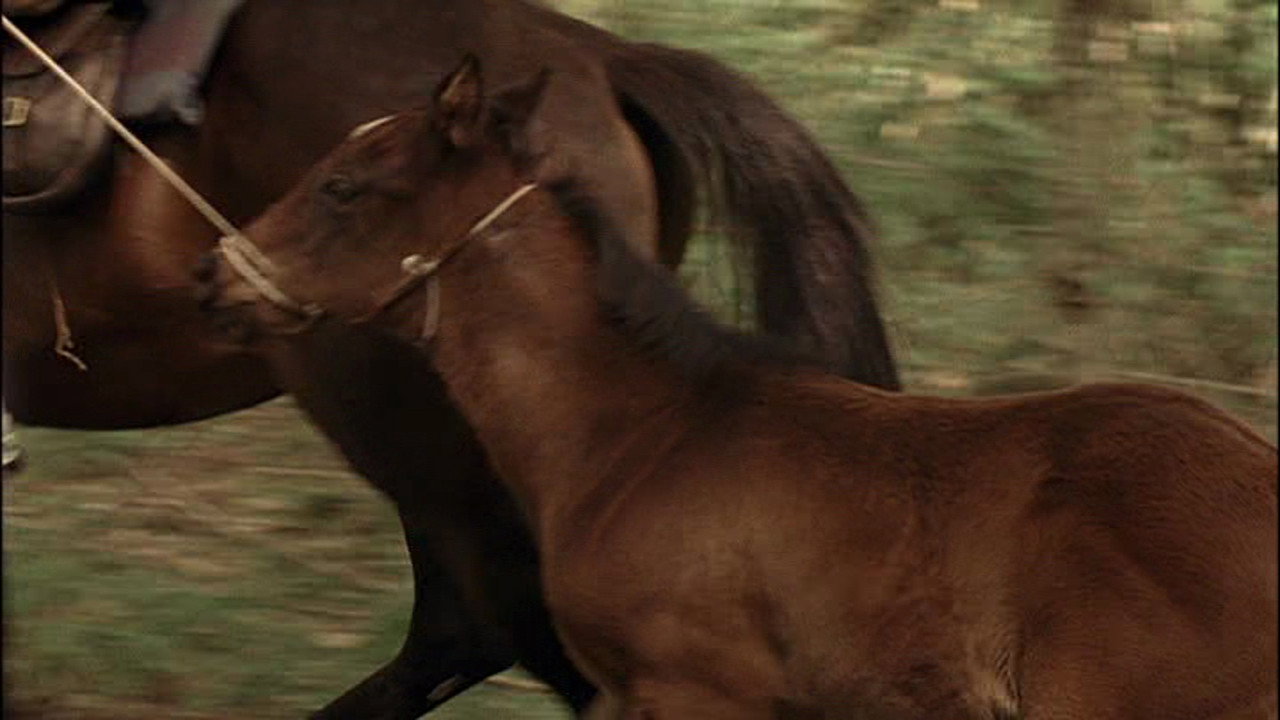 Рожденный свободным (фильм, 2005)